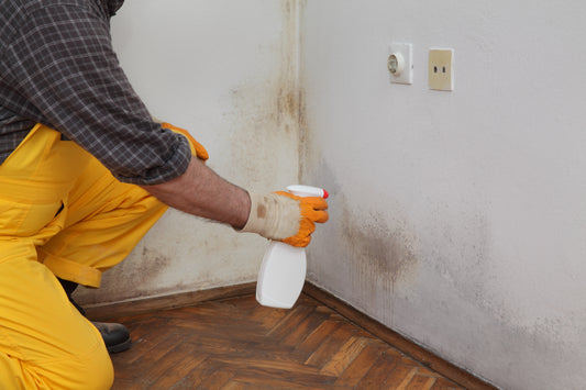 Expert Tips to Prevent and Remove Mold in Your Properties